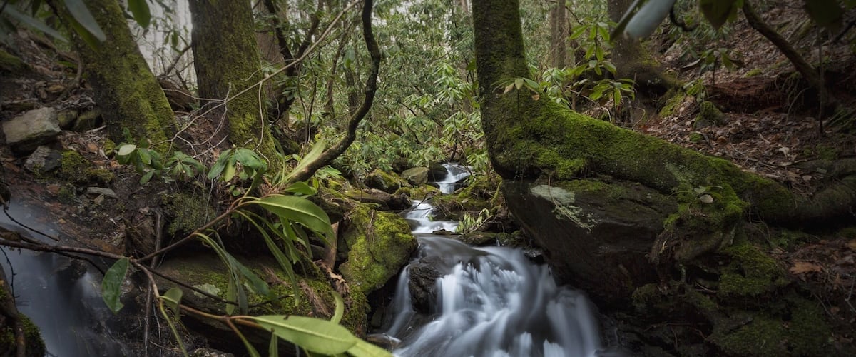 Another angle from the cascade I spent some time in. This was the view I had while relaxing and enjoying the forest around me.