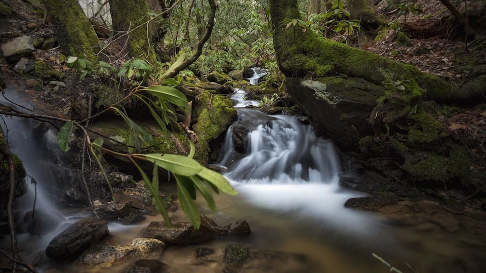 A forest stream with moss-covered rocks and lush greenery.