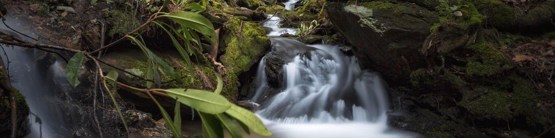 Another angle from the cascade I spent some time in. This was the view I had while relaxing and enjoying the forest around me.