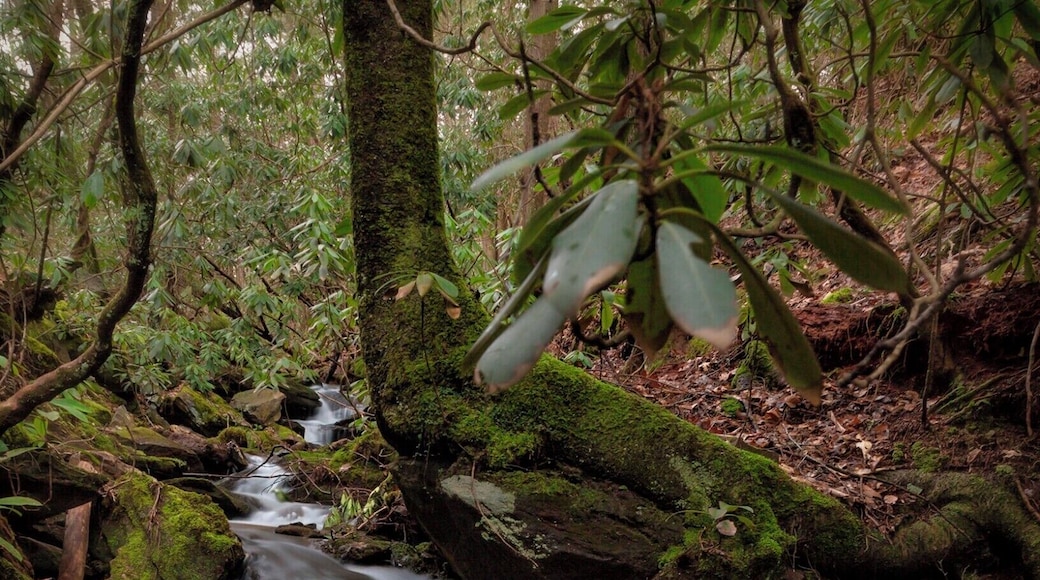 You know, few places are like the smoky mountains. Deep in the forest you will not find beautiful expansive vistas. You may walk through it and say to yourself, not as beautiful as the rockies or Alps. But, if you let yourself just experience this place you will find a calmness and sense of wonderment you can not find anywhere else. I found that here. I climbed down an embankment and walked up the stream, set up my camera and just sat on a rock while the rain came down all around me. I was under a giant mountain laurel protected from the rain, but still able to hear it. The smell of earth all around me, the sounds of from the cascade of water in front and rain all around. I honestly wish I could capture the experience with more than just a photo. I took the photo, but the experience is what will stay with me. I challenge you to find a place like this, sit there not thinking about anything except where you are and take it all in. Everything.
