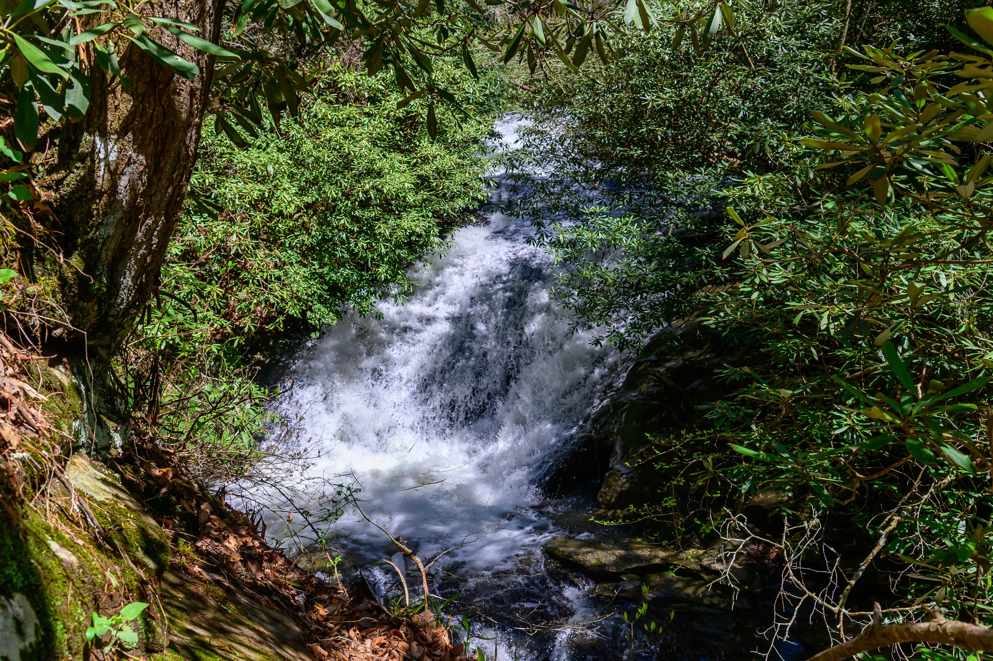 A waterfall surrounded by dense green foliage.