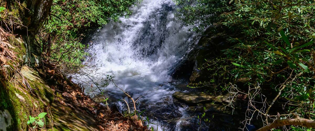 A waterfall surrounded by dense green foliage.