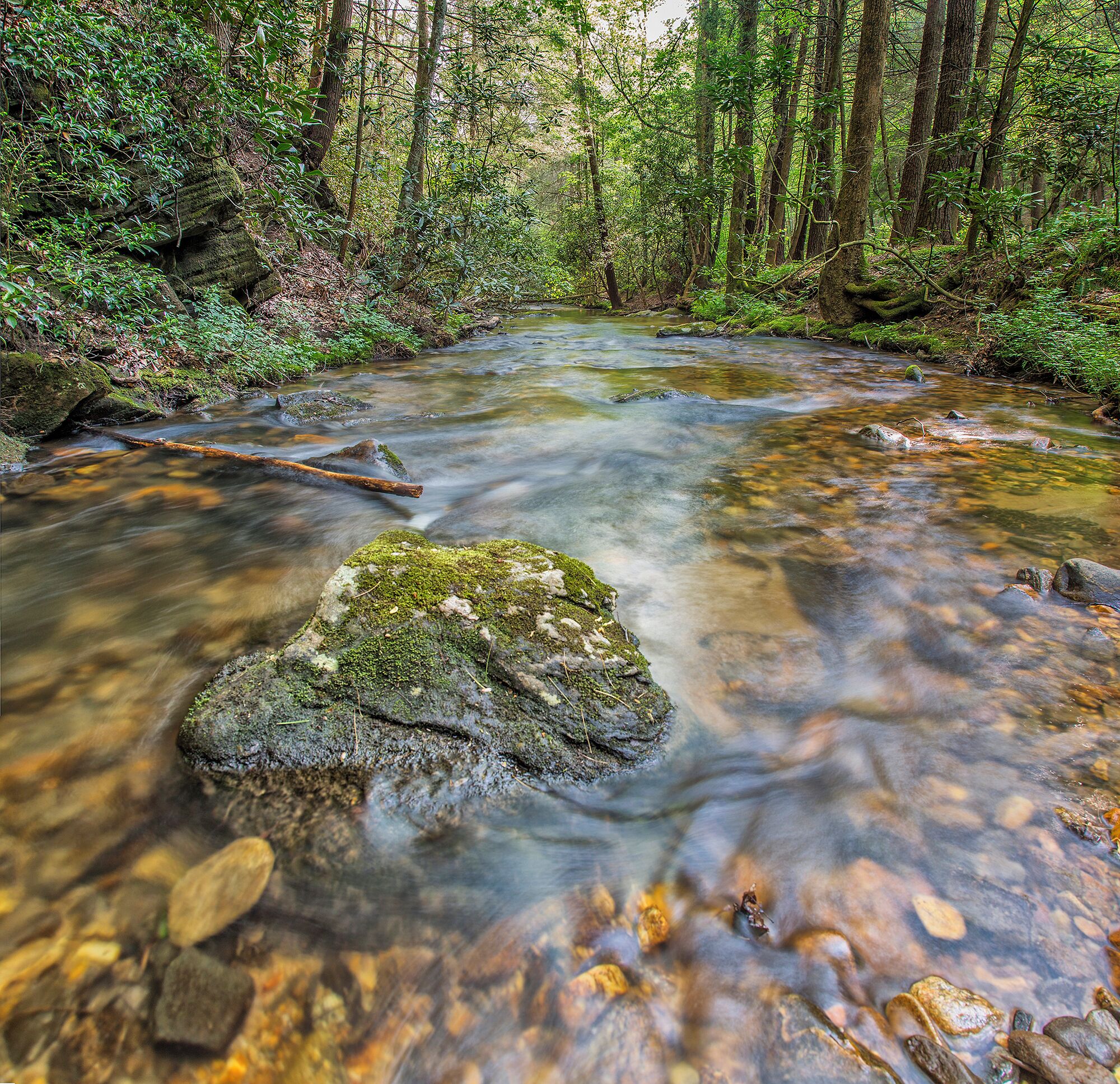 Coopers creek is a National wildlife Management area. It offers a campground and campsites along its 10 miles road that connects Blairsville with the west side of the Georgian appalachian mountains. Cooper Creek travels alongside the road the entire way. It is great for trout fishing. 