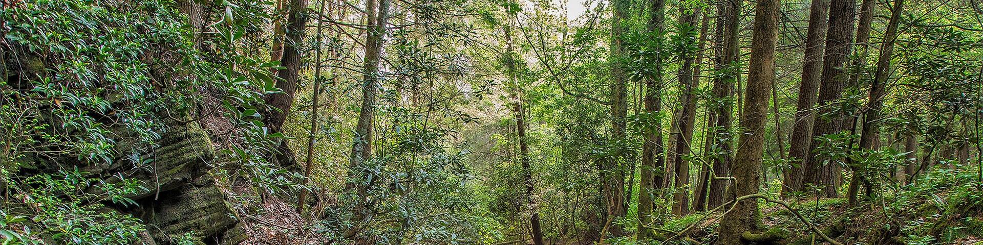 Coopers creek is a National wildlife Management area. It offers a campground and campsites along its 10 miles road that connects Blairsville with the west side of the Georgian appalachian mountains. Cooper Creek travels alongside the road the entire way. It is great for trout fishing.