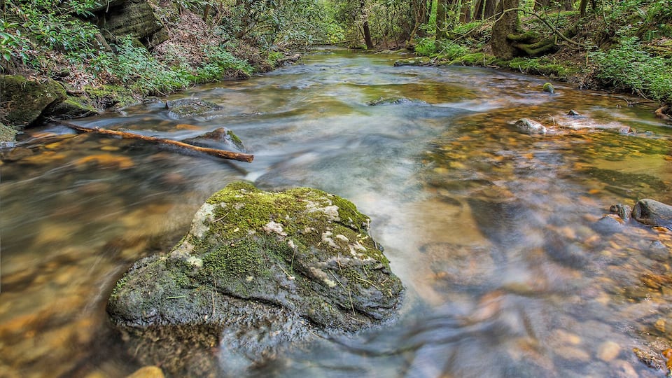 A clear stream flowing through a forest with moss-covered rocks and dense greenery.