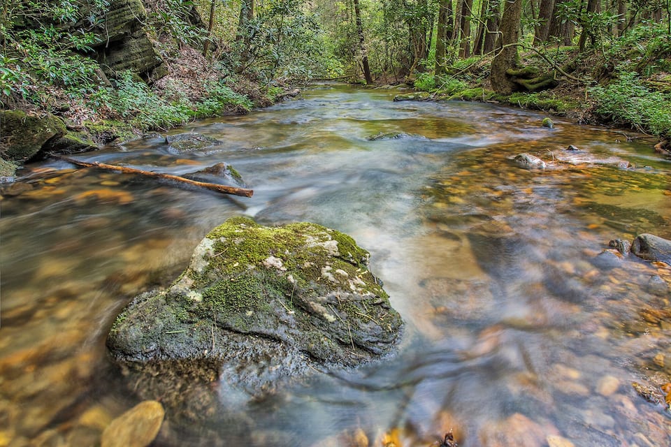 Un arroyo cristalino fluye por un bosque con rocas cubiertas de musgo y vegetación densa.