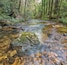 A clear stream flowing through a forest with moss-covered rocks and dense greenery.