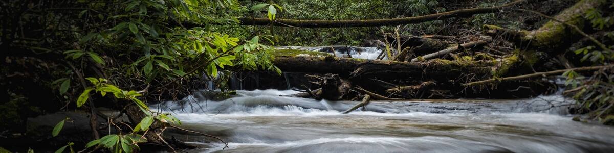 Near this tiny, but great campground you can find multiple streams with plenty of trout, stocked USFS, and can walk up all of these steams and find multiple cascades. It's a wonderful little hidden gem of a campground, but only 9 campsites (first come first serve) so cone first and get the site that backs up to the stream.