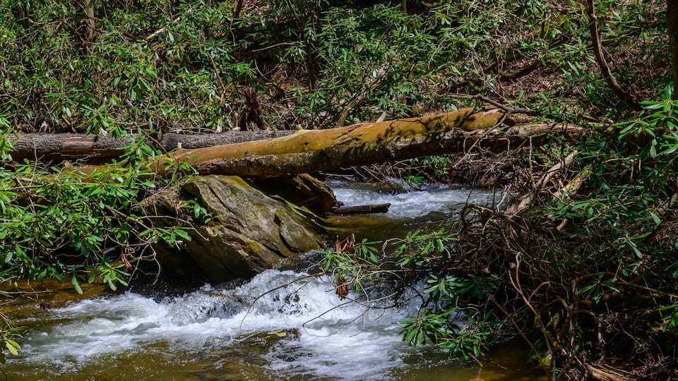 A flowing stream with a fallen log in a forested area.