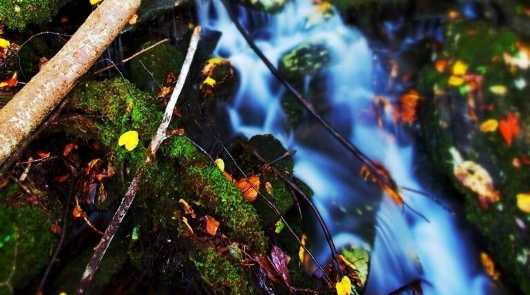 Sometimes you don't need a big waterfall to be amazed. Sometimes all it takes is a walk, a trail, or a moment to find oneself. If you have never gone on a silent walk, I encourage you to try it, sometimes when things are at the quietest, you can hear what was whispering all along.
"It is only when we silent the blaring sounds of our daily existence that we can finally hear the whispers of truth that life reveals to us, as it stands knocking on the doorsteps of our hearts." K.T. Jong