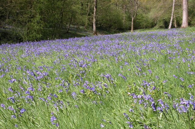 Bluebells in Yatton Wood.