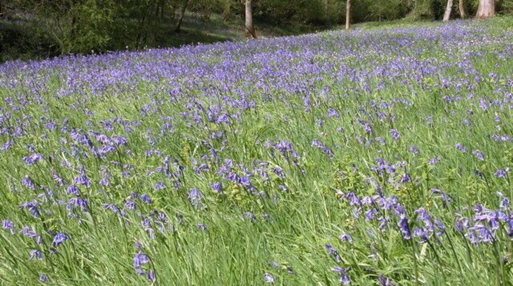 Bluebells in Yatton Wood.