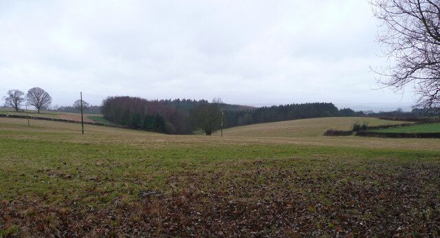 A rural landscape with rolling fields, a line of trees, and a leaf-covered ground.