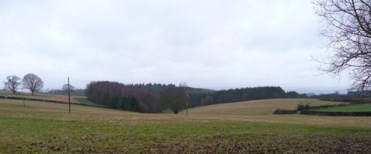 A rural landscape with rolling fields, a line of trees, and a leaf-covered ground.
