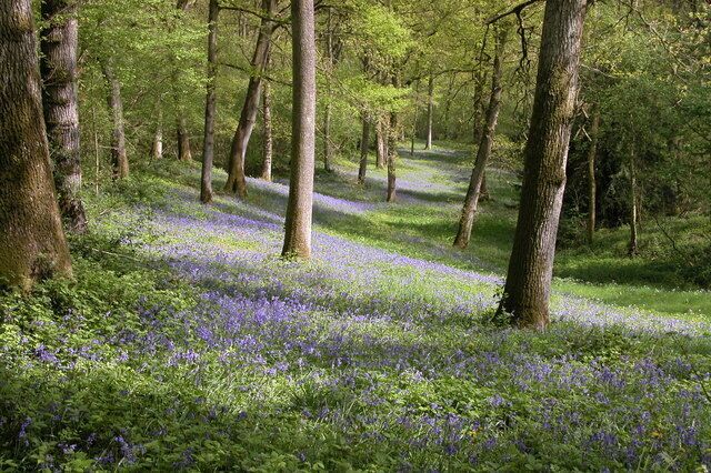 Yatton Wood. A carpet of bluebells in Yatton Wood.