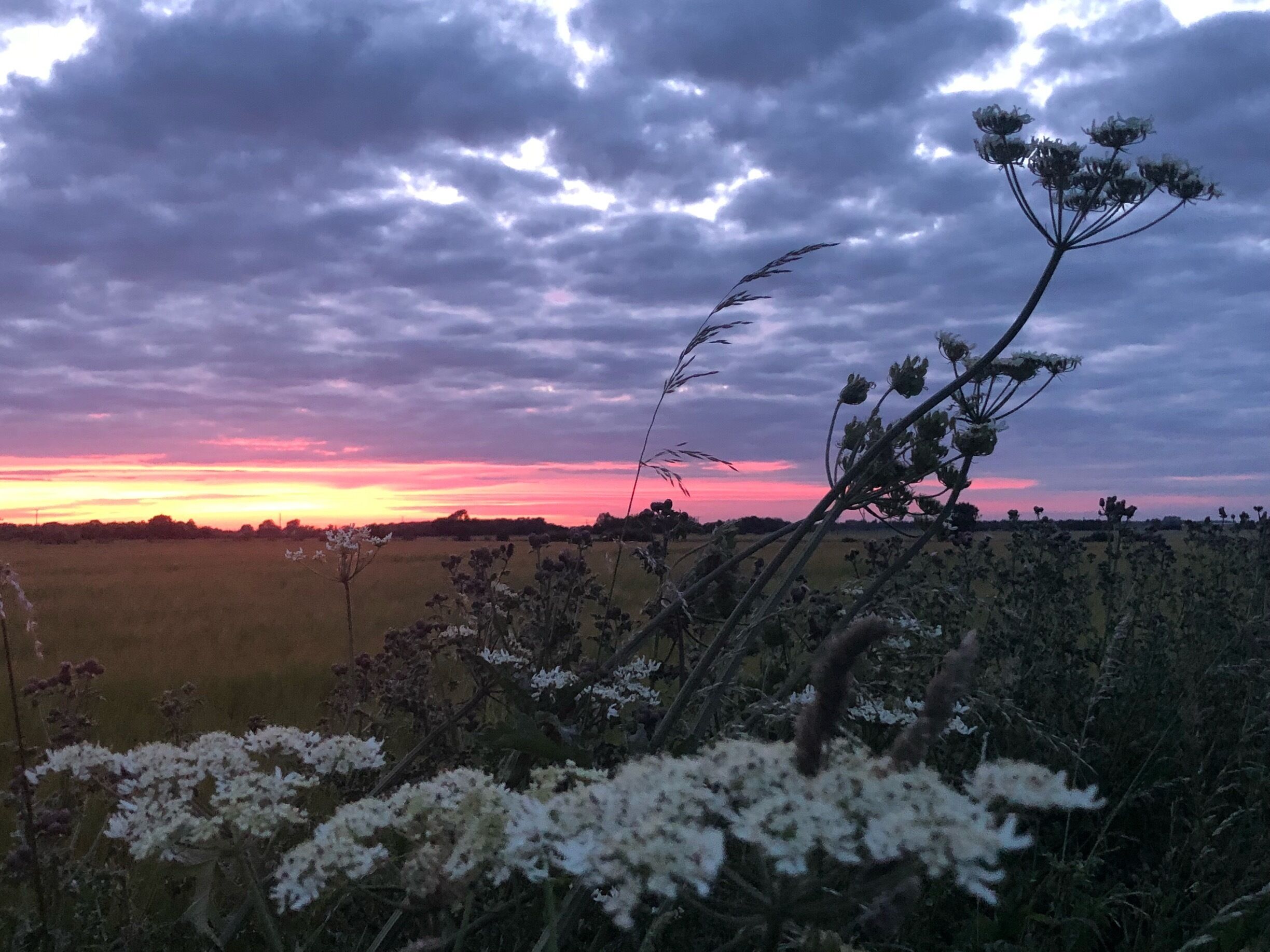 A gorgeous sky highlighted the flowers in the field