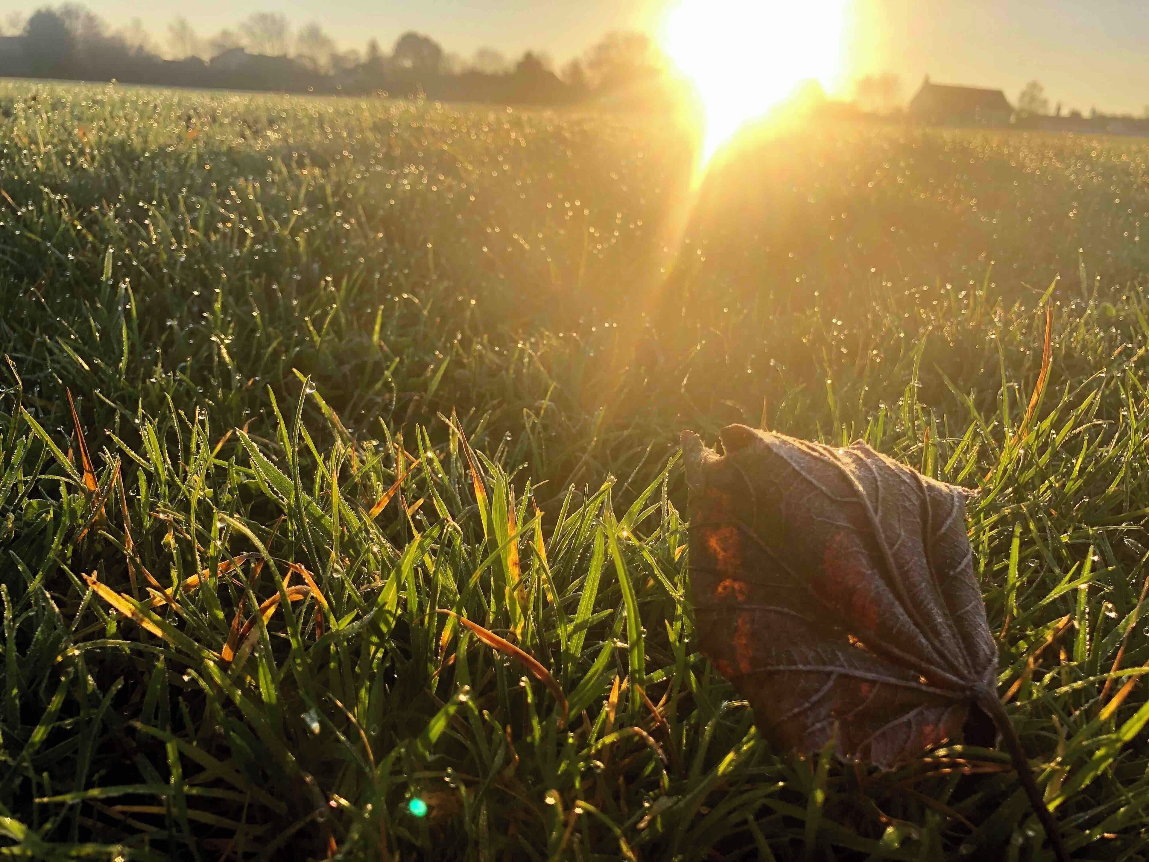 Early morning light and a bit of frost makes photography simple