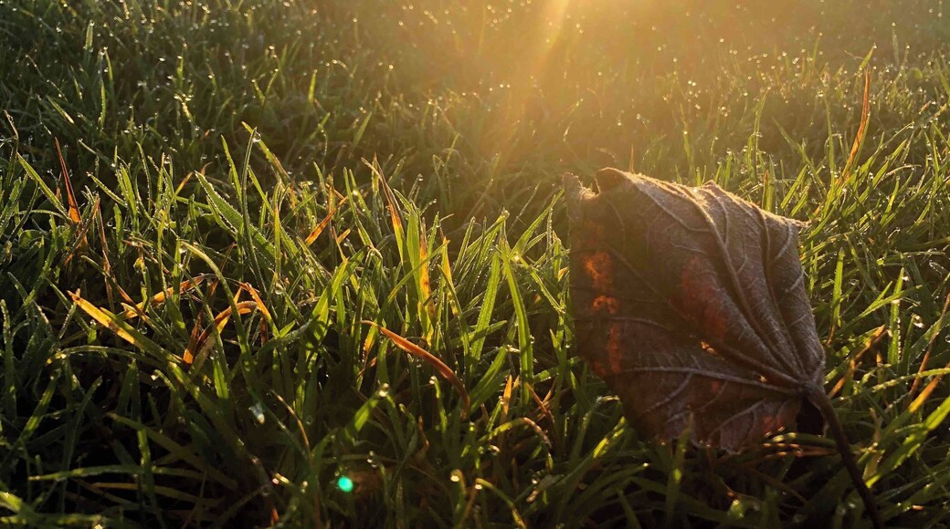 Early morning light and a bit of frost makes photography simple