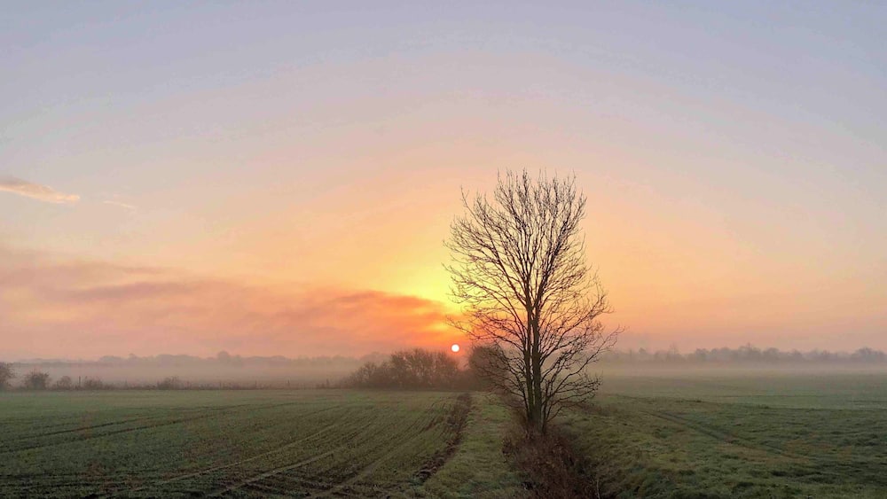 A tree in a field with a sunset in the background.
