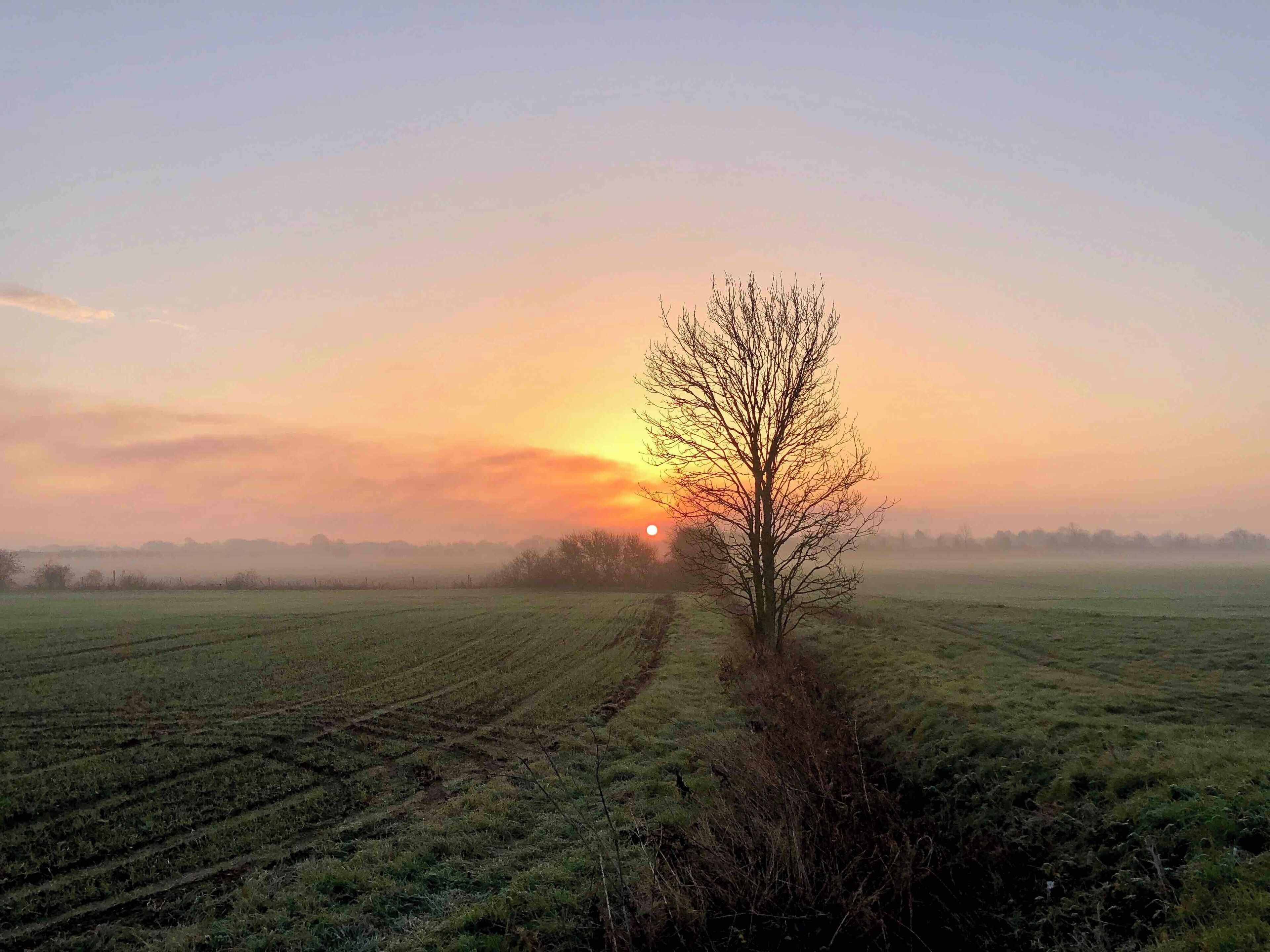A tree in a field with a sunset in the background.