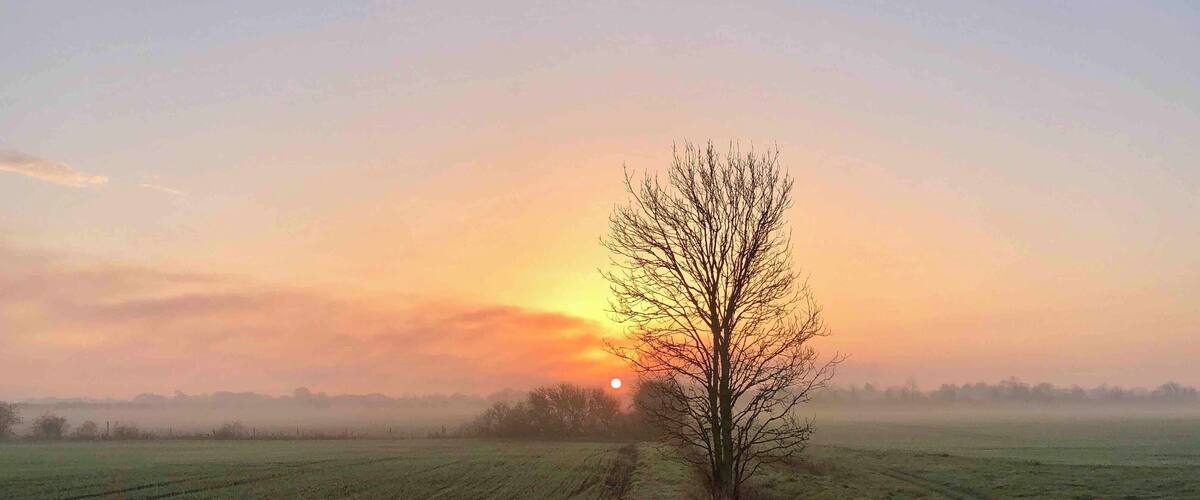 A tree in a field with a sunset in the background.