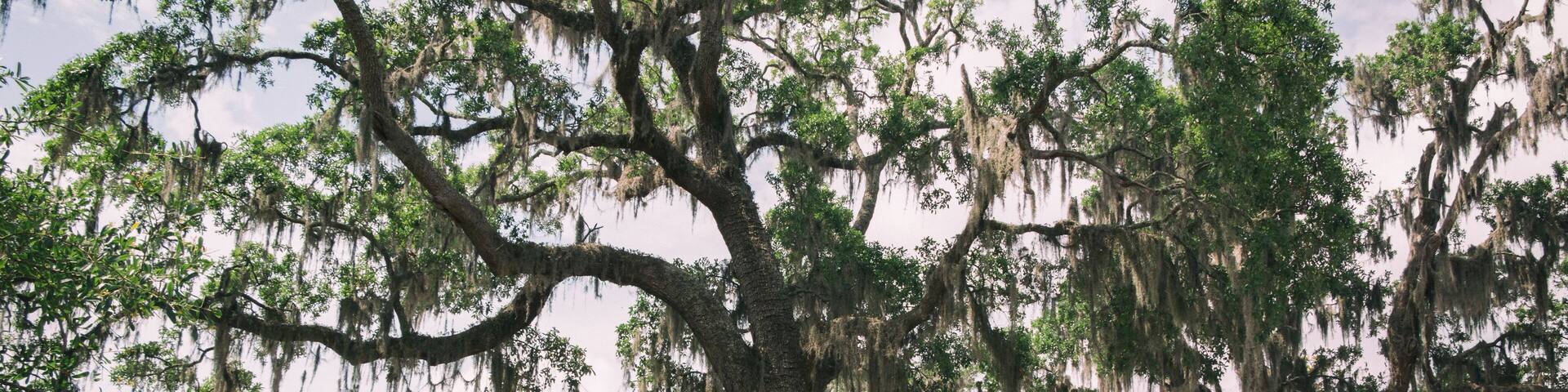 A cemetery with large trees, moss-covered branches, and a central monument.