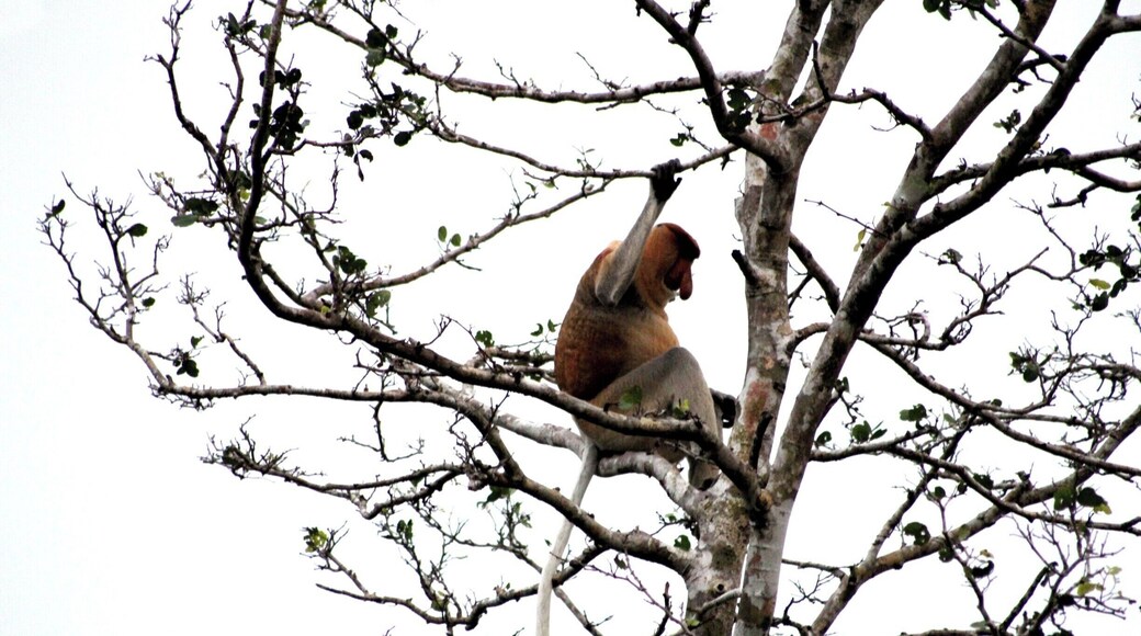 Proboscis Monkey on Klias River, Malaysian Borneo