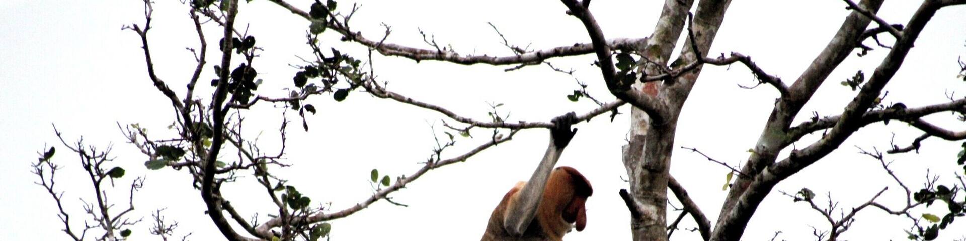 Proboscis Monkey on Klias River, Malaysian Borneo