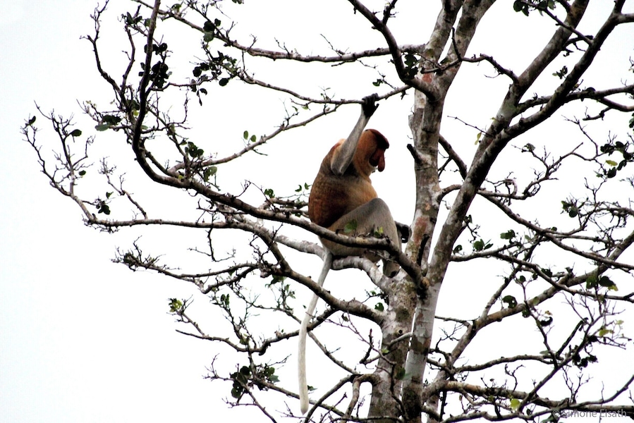 Proboscis Monkey on Klias River, Malaysian Borneo