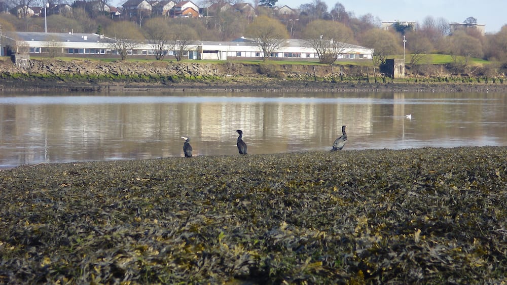A lake with three birds on the shore and houses in the background.