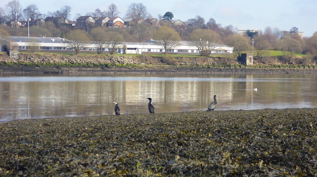 Cormorants on the slipway of the Old Erskine Ferry, Renfrewshire.