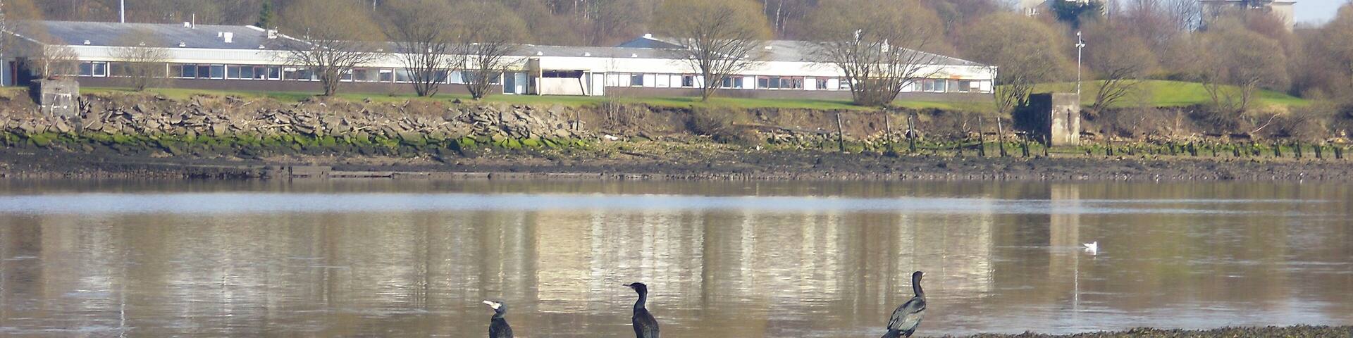 Cormorants on the slipway of the Old Erskine Ferry, Renfrewshire.
