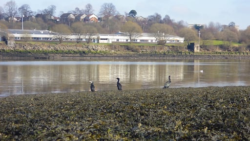 Cormorants on the slipway of the Old Erskine Ferry, Renfrewshire.