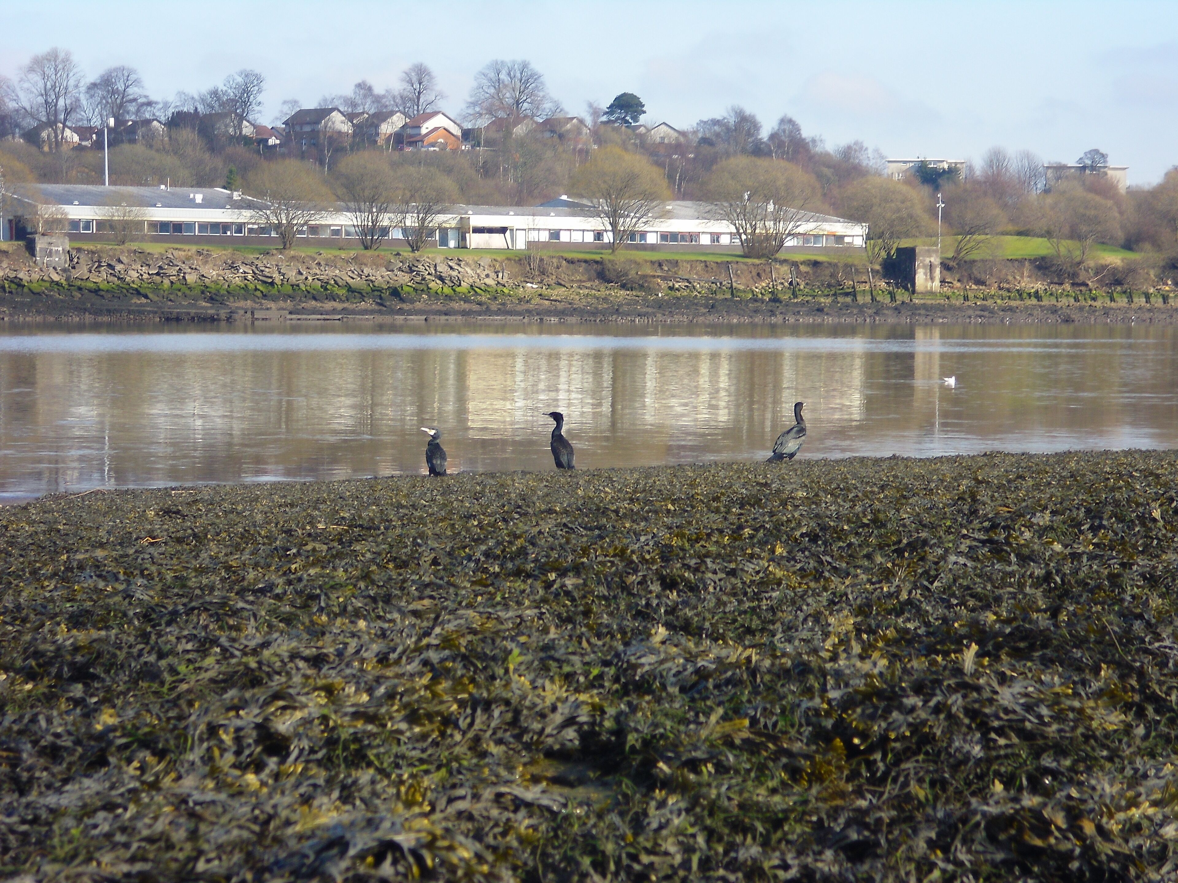 A lake with three birds on the shore and houses in the background.
