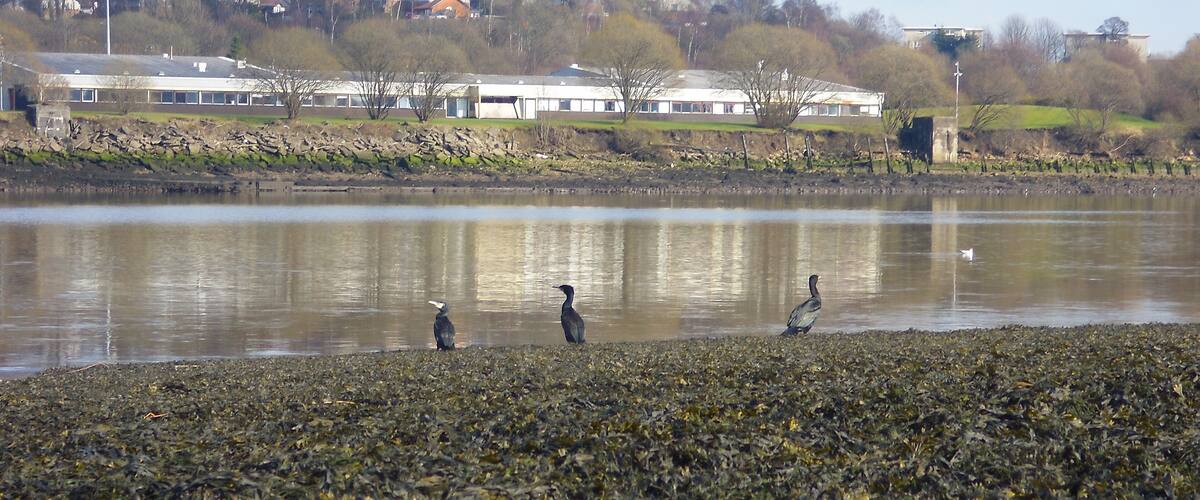 A lake with three birds on the shore and houses in the background.