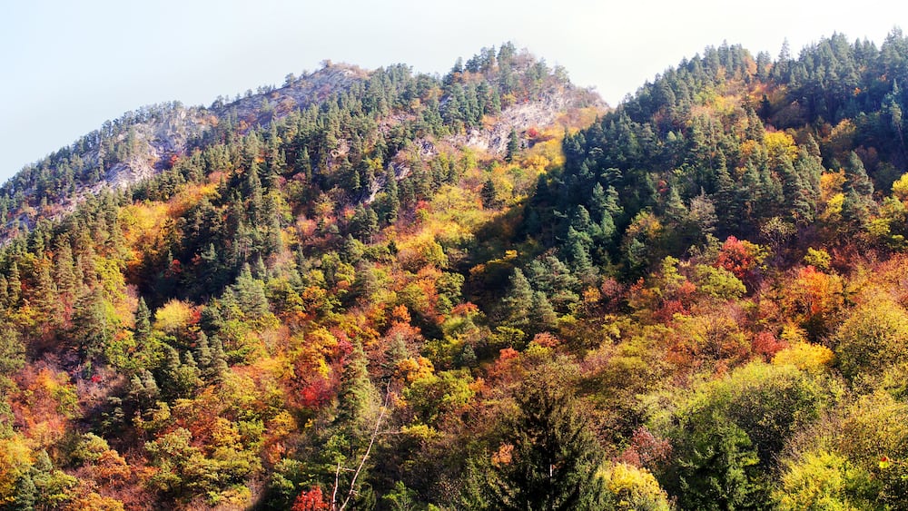 Autumn panorama