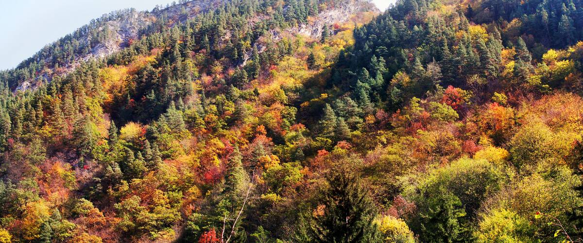 A forested mountain with autumn foliage.