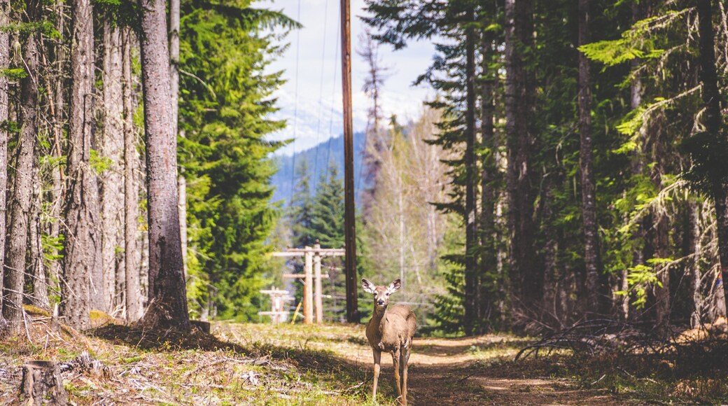 Saw this little guy by the side of the road. We both stopped and stared at each other.
#lifeatexpedia #Nature