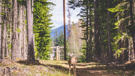 Saw this little guy by the side of the road. We both stopped and stared at each other.
#lifeatexpedia #Nature