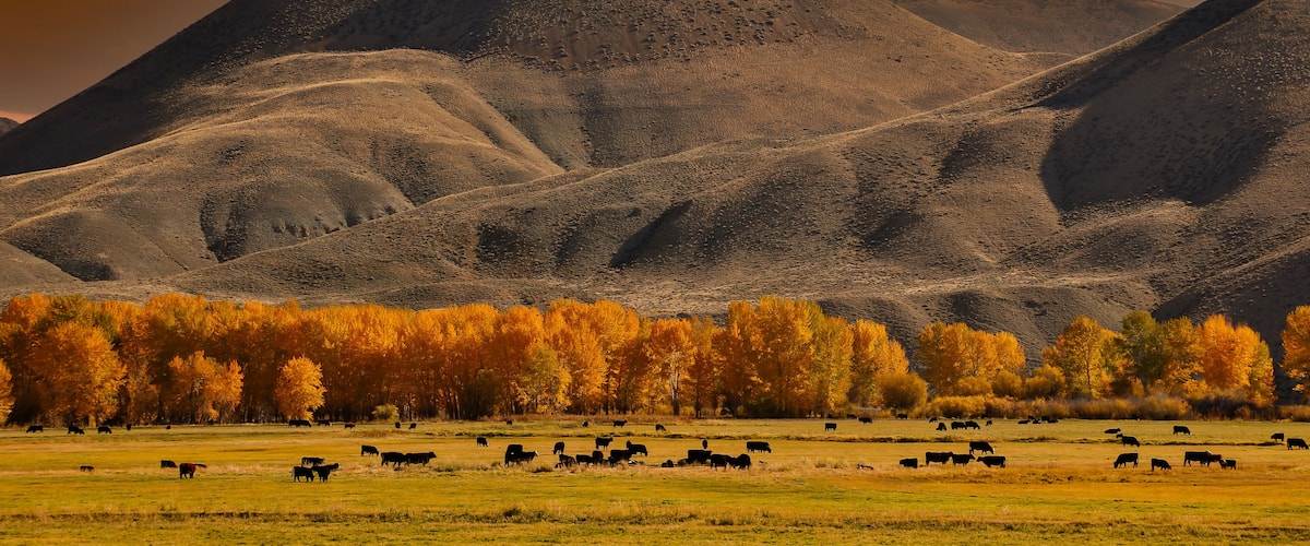 Cattle in a medow with cottonwood trees at peak fall color, just south of Salmon, Idaho