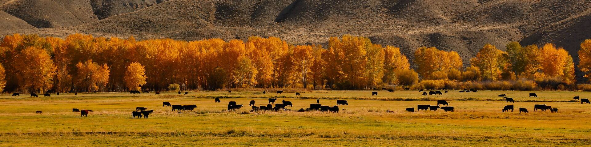 Cattle in a medow with cottonwood trees at peak fall color, just south of Salmon, Idaho