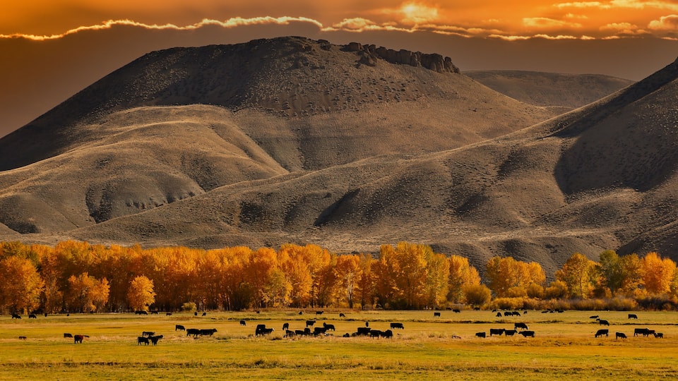 A mountainous landscape with grazing cattle and autumn-colored trees.
