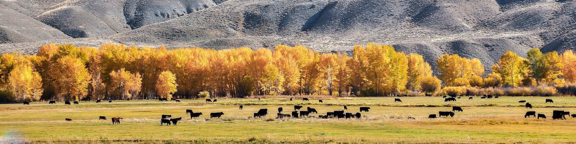 A herd of cattle grazing in a field with autumn-colored trees in the background.