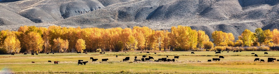 A herd of cattle grazing in a field with autumn-colored trees in the background.