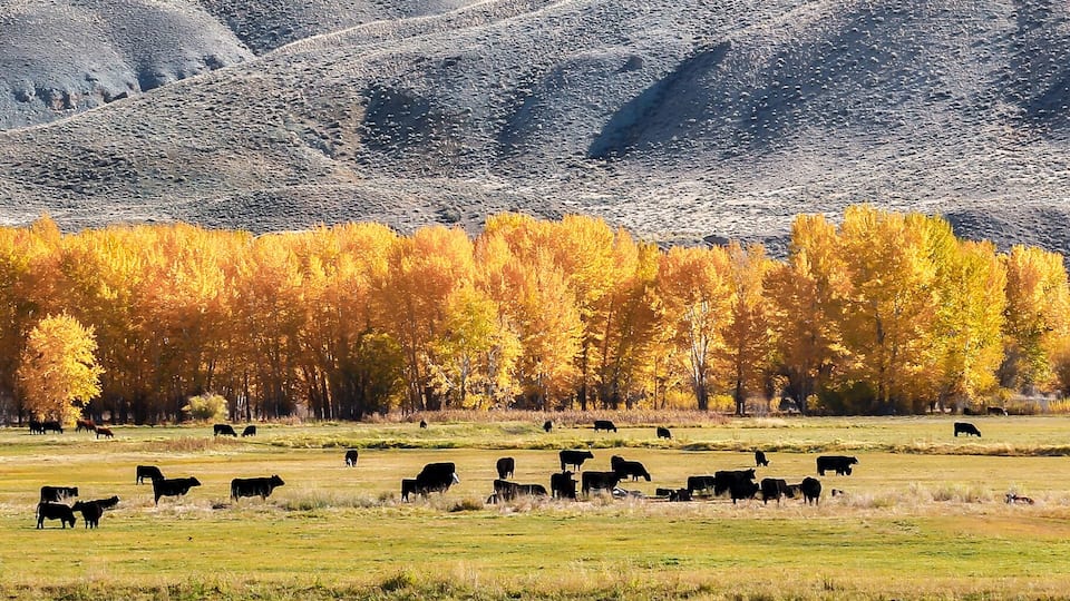 A herd of cattle grazing in a field with autumn-colored trees in the background.