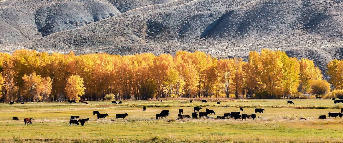 A herd of cattle grazing in a field with autumn-colored trees in the background.