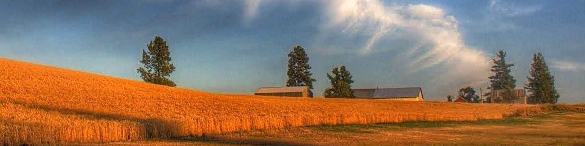 Cloud lightning....
In the hills around Kendrick