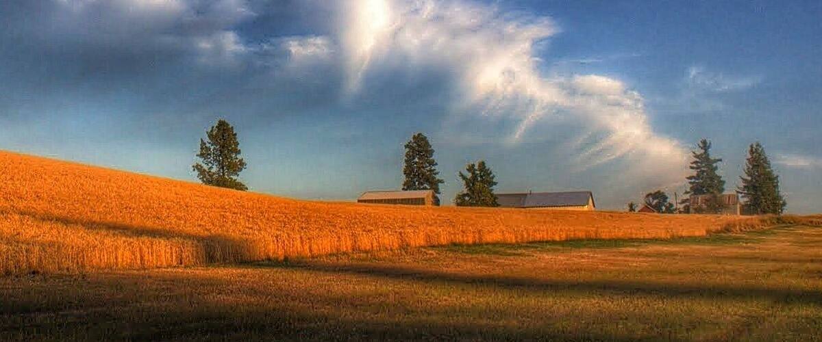 A wheat field with a barn and trees under a cloudy sky.