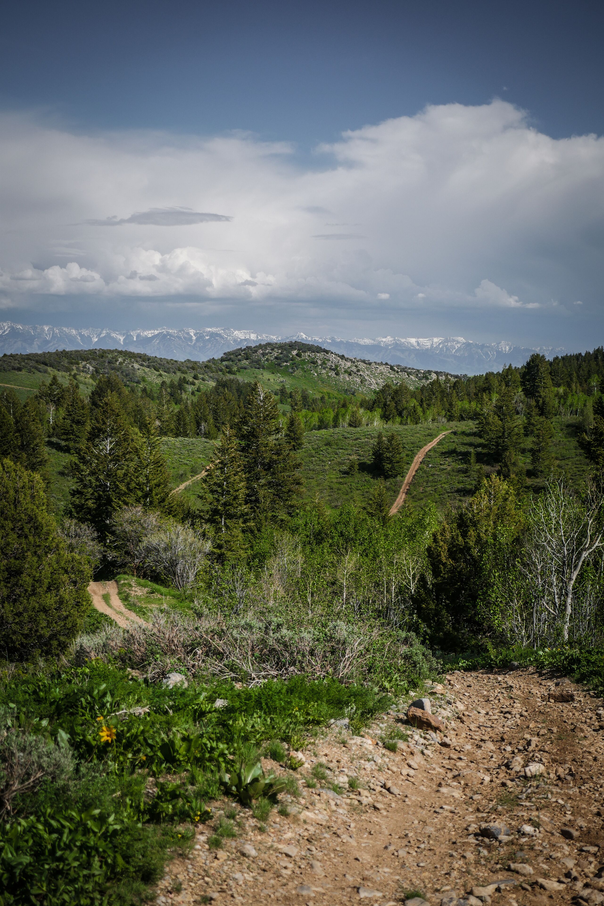 A dirt path winding through a green forest with a mountain range in the background.