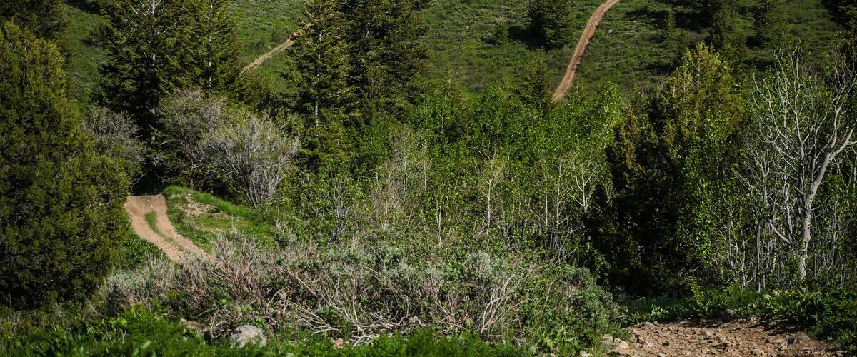 A dirt path winding through a green forest with a mountain range in the background.